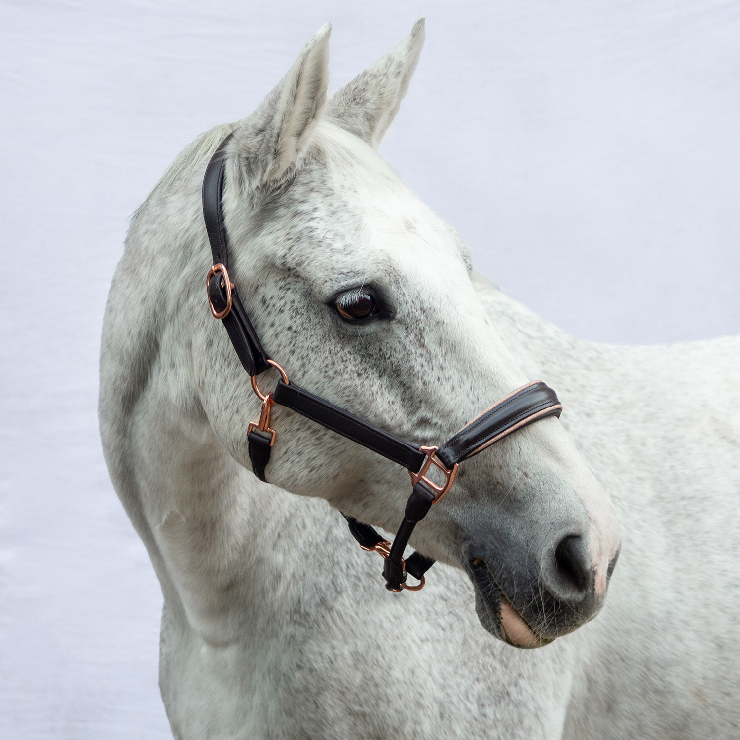 Soft-Lederhalfter Eternity Braun Matt Rosé Glitzer Warmblut